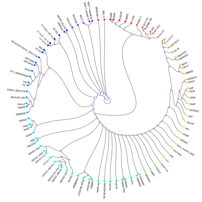 ENCODE cell clustering by similarity